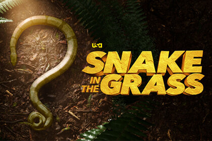 Snake In The Graass Key Art