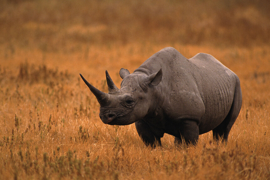 A Black Rhinoceros in an open field